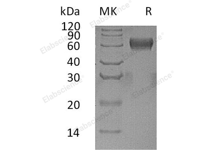 Валидация Elabscience PKSH032923(3321)