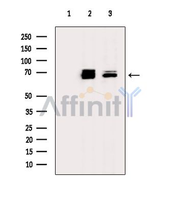 Валидация Affinity DF14571 - 10572