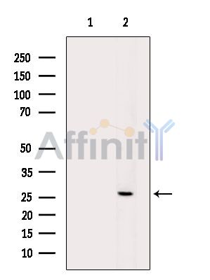 Валидация Affinity DF14553 - 10546