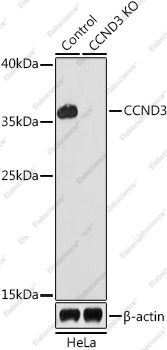 Вестерн-блоттинг, CCND3, клетки HeLa