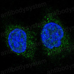 Валидация IF - AntibodySystem RHA69803