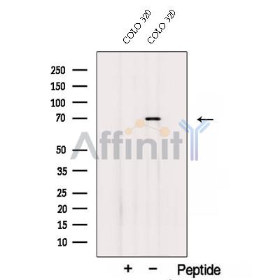 Валидация Affinity DF12733 - 7410
