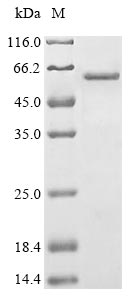 SDS-PAGE