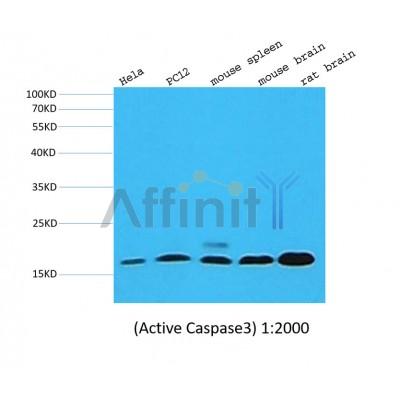 Валидация Affinity BF0711 - 5382