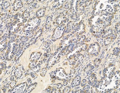 Валидация Affinity DF15040 - 11258