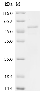 SDS-PAGE