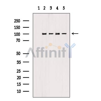 Валидация Affinity DF6743 - 18288