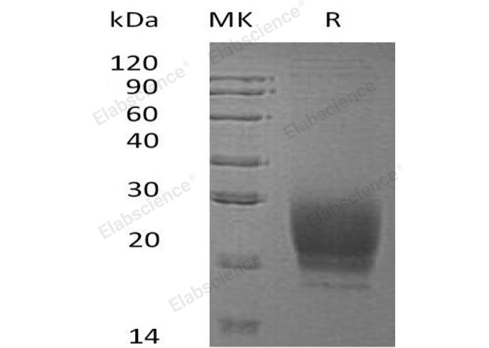 Валидация Elabscience PKSH032928(3326)