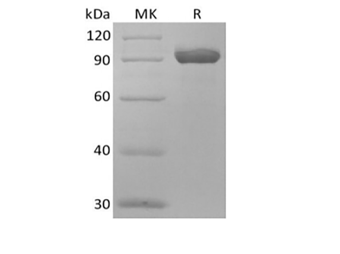 Валидация Elabscience PKSH034022(4252)