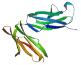 Fc Fragment Of IgG Low Affinity IIb, Receptor (FcgR2B) Fc Fragment Of IgG Low Affinity IIb, Receptor (FcgR2B)