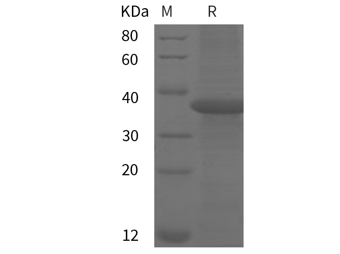 Валидация Elabscience PDEM100263(595)