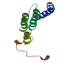 Transcription Elongation Factor A Like Protein 3 (TCEAL3) Transcription Elongation Factor A Like Protein 3 (TCEAL3)