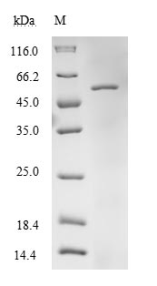 SDS-PAGE