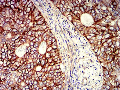 Валидация AntibodySystem RHJ04004 (3328)