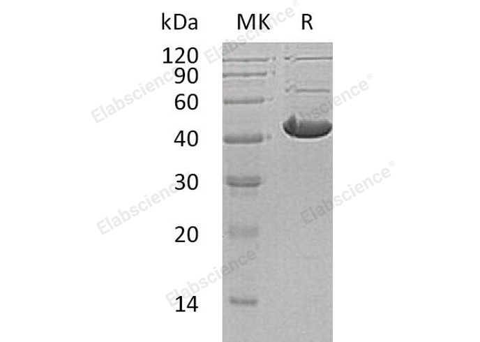 Валидация Elabscience PKSH032051(2604)