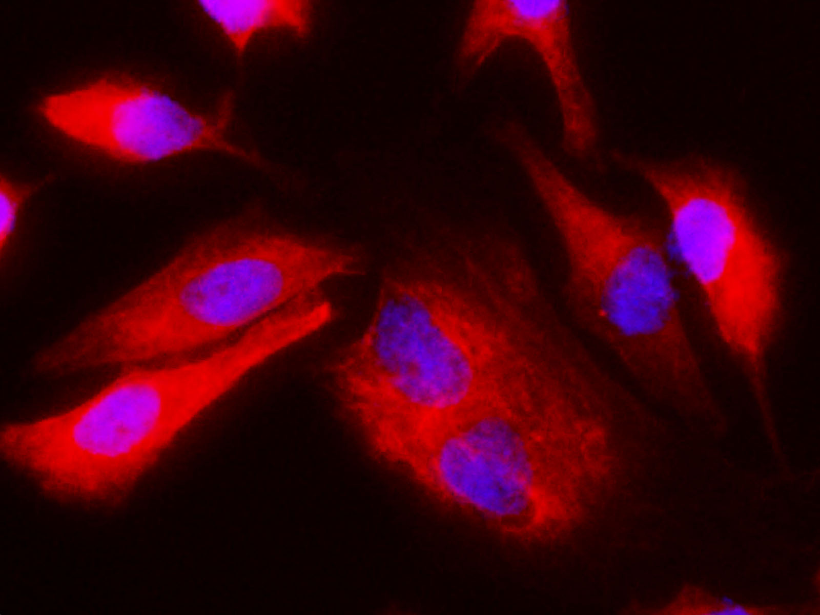 Валидация Elabscience D-AB-10469L