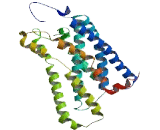Olfactory Receptor 1D5 (OR1D5) Olfactory Receptor 1D5 (OR1D5)