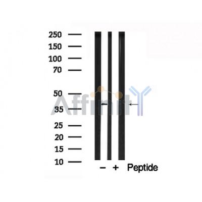 Валидация Affinity AF7776 - 4486