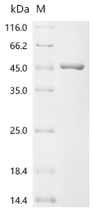 SDS-PAGE
