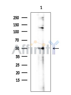 Валидация Affinity DF4853 - 16623
