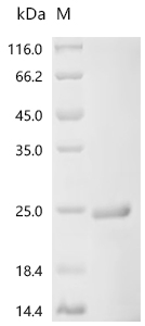 SDS-PAGE