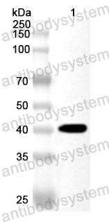 Валидация AntibodySystem PHA43501