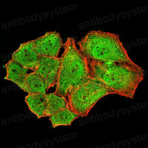 Валидация IF - AntibodySystem RVV19701 (1732)