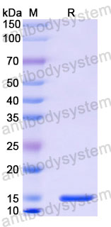 Валидация SDS-PAGE - AntibodySystem RHF46103