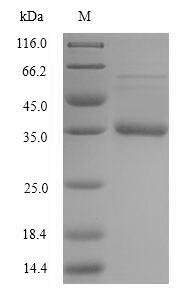 SDS-PAGE