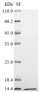 SDS-PAGE