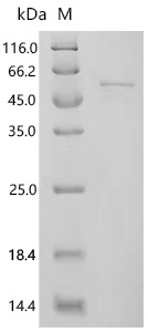 SDS-PAGE