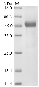 SDS-PAGE