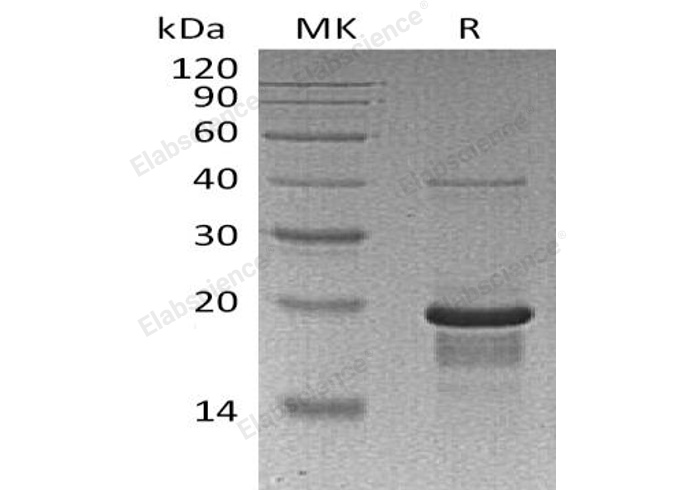 Валидация Elabscience PKSH032369(2855)