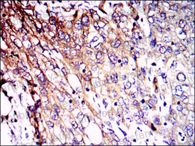 Валидация AntibodySystem RHC23302 (805)