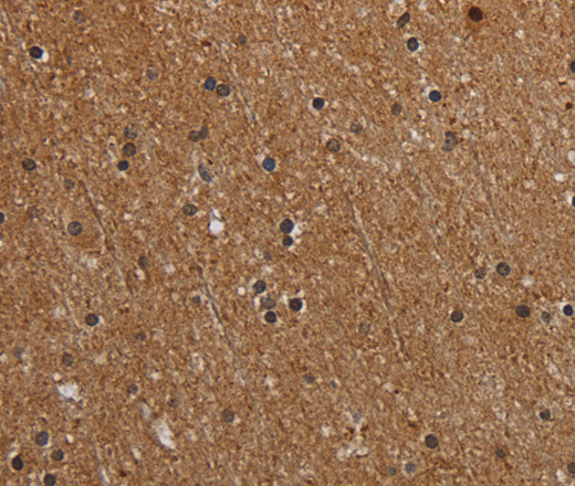 Валидация Elabscience E-AB-13427