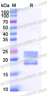 EHB60601, SDS-PAGE