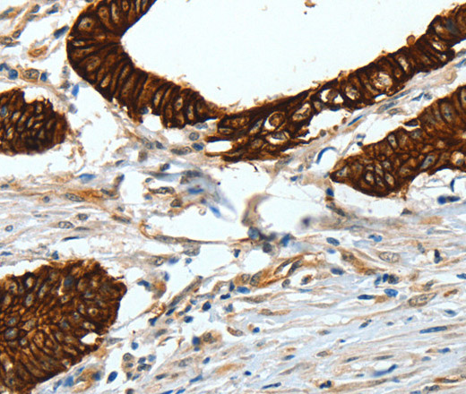 Валидация Elabscience E-AB-10142
