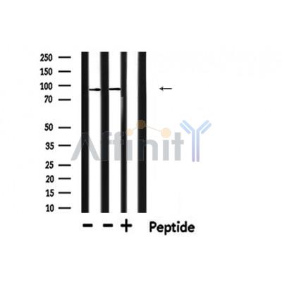 Валидация Affinity DF6269 - 17566
