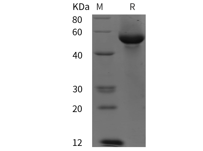 Валидация Elabscience PDEH100814(253)