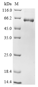 SDS-PAGE