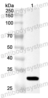 Валидация AntibodySystem PXX21601