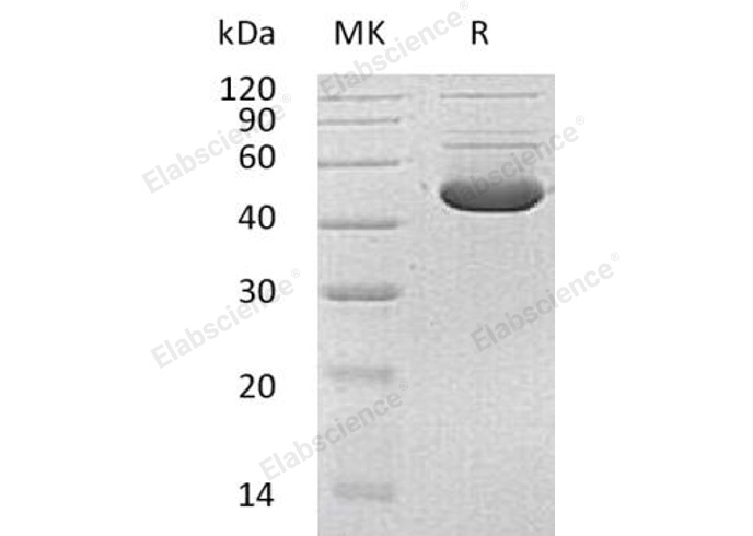 Валидация Elabscience PKSH032918(3316)