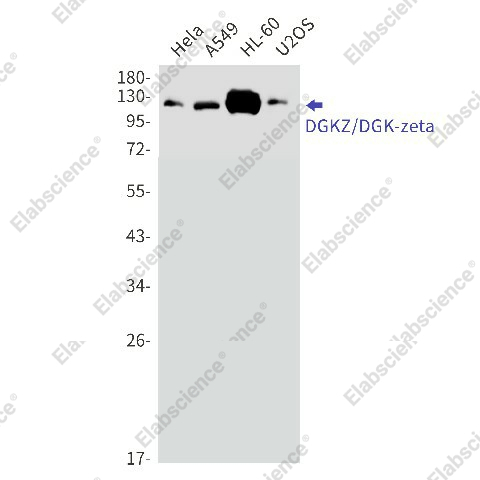 Вестерн-блоттинг, DGKZ/DGK-zeta, клетки HeLa, A549, HL-60, U2OS
