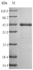 SDS-PAGE
