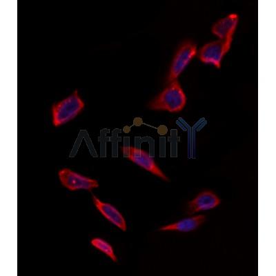 Валидация Affinity DF12499 - 7079