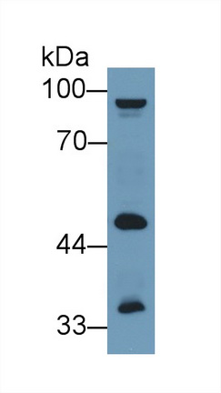 13425