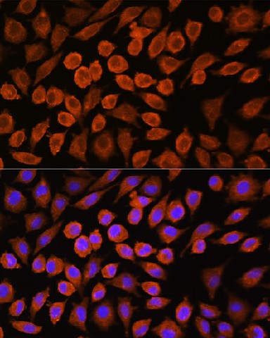 Валидация Elabscience E-AB-90879