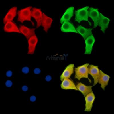 Валидация Affinity DF14958 - 11147