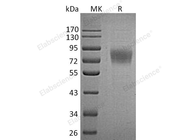 Валидация Elabscience PKSH032908(3309)
