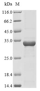 SDS-PAGE